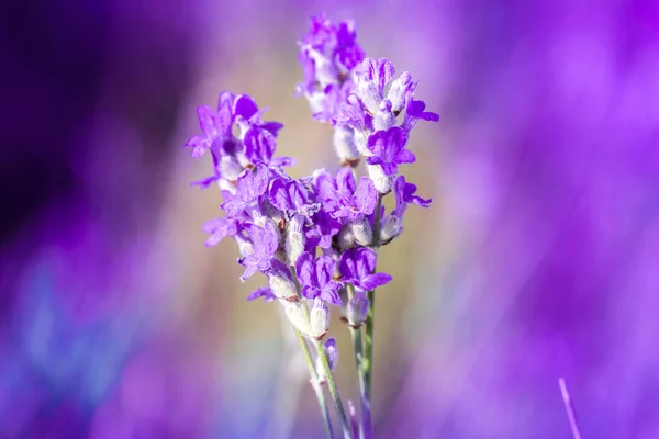 Closeup Lavender Plants Growing Field — Stock Photo, Image