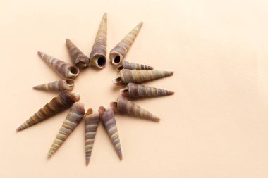 deniz kabuklarını parlak zemin üzerine