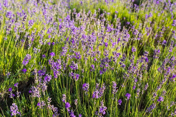 Plantas Lavanda Crescendo Campo Foco Seletivo — Fotografia de Stock