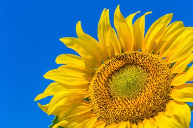 alan üzerinde sarı ayçiçeği. Doğa