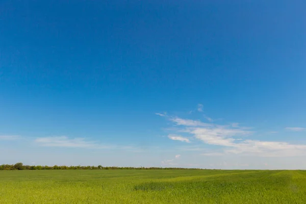 Campo Verde Hierba Primavera Paisaje — Foto de Stock