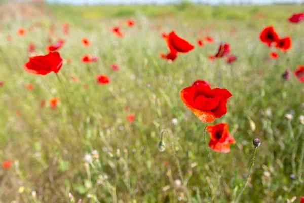 Green Red Beautiful Poppy Flower Field Background — Stock Photo, Image