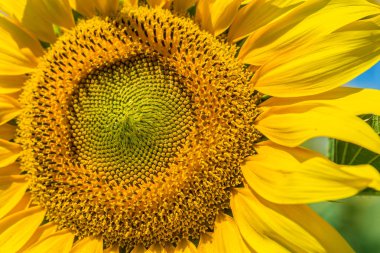 alan üzerinde sarı ayçiçeği. Doğa