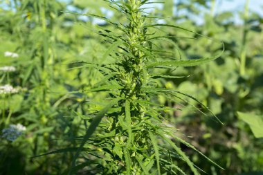 Taze yeşil esrar arka plan