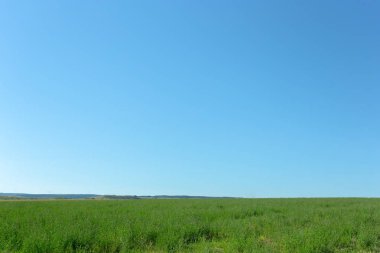 Yeşil Çimen ve Mavi Gökyüzü