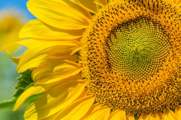 Yellow Sunflower Field Nature — Stock Photo, Image
