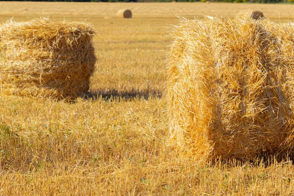 Fardos Feno Dourado Campo — Fotografia de Stock