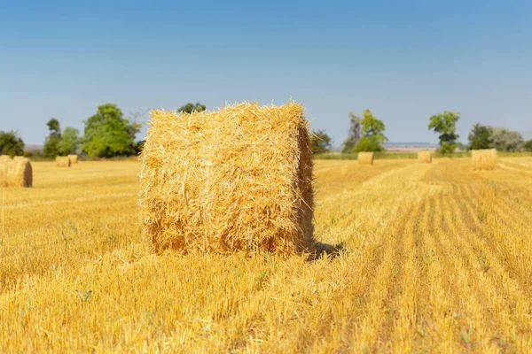 Fardos Feno Dourado Campo — Fotografia de Stock