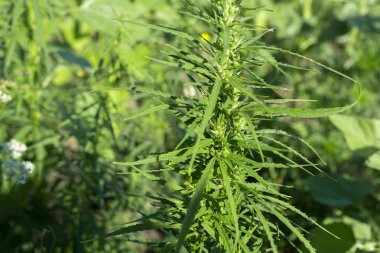 Taze yeşil esrar arka plan