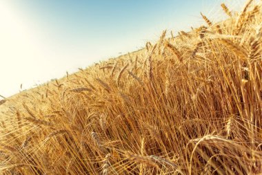 Altın buğday tarlası ve güneşli gün