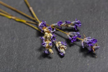 Taze lavanta, görünümü kadar yakın