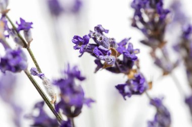 beyaz zemin üzerine taze lavanta