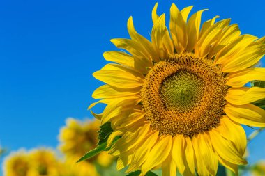 Sarı alan ayçiçeği. Doğa