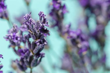 Taze lavanta, görünümü kadar yakın