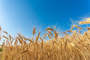 Altın buğday tarlası ve güneşli gün