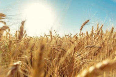 Altın buğday tarlası ve güneşli gün