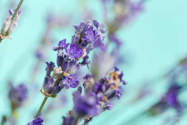 Taze lavanta, görünümü kadar yakın