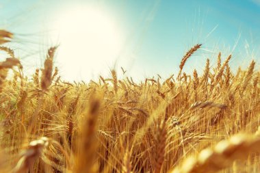 Altın buğday tarlası ve güneşli gün