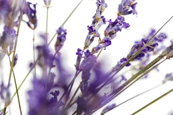 Fresh lavender on white background