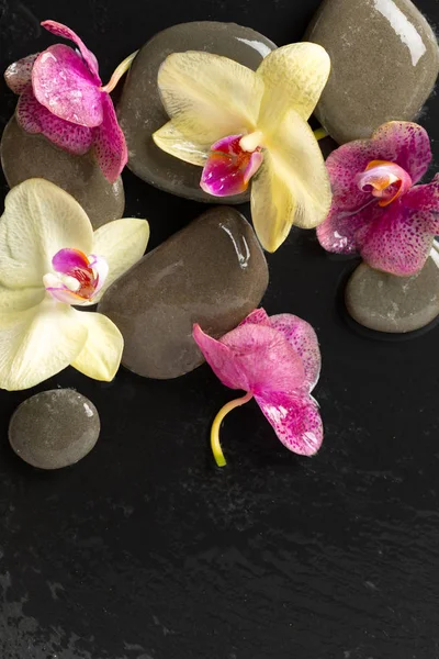 Kompozycja Zen Kamienie Kwiaty Orchidei — Zdjęcie stockowe