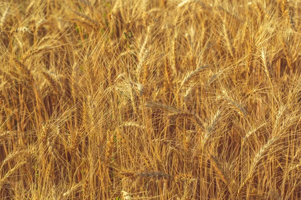 Altın buğday tarlası ve güneşli gün