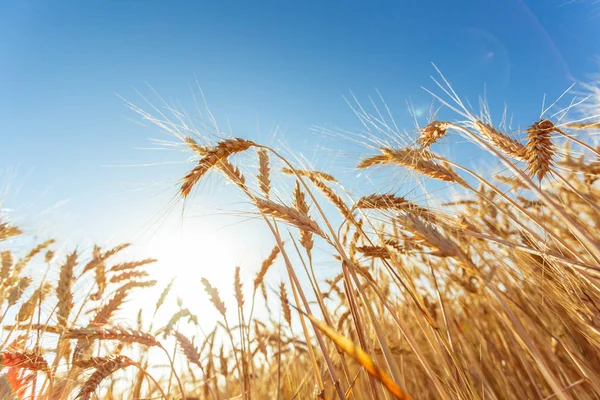 Altın buğday tarlası ve güneşli gün