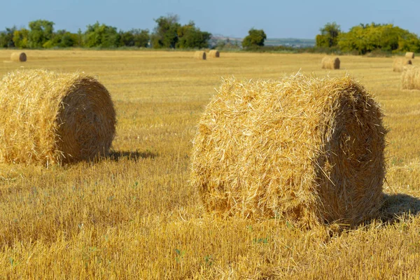 Golden Hay Bales Countryside — Stock Photo, Image