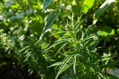 Taze yeşil esrar arka plan