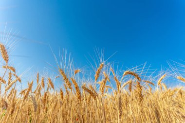 Altın buğday tarlası ve güneşli gün