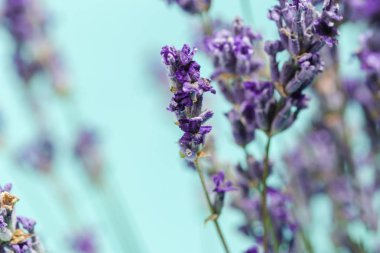 Açık mavi renkli üzerinde taze lavanta