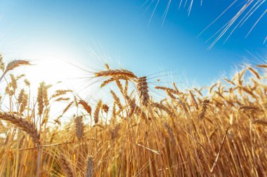 Altın buğday tarlası ve güneşli gün