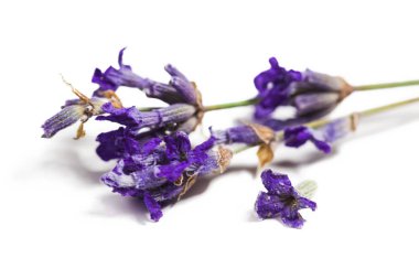 beyaz zemin üzerine taze lavanta