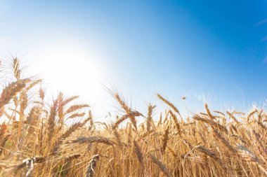 Altın buğday tarlası ve güneşli gün