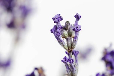 Taze lavanta, görünümü kadar yakın