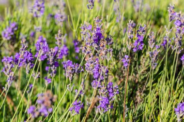 Bir alan, seçici odak lavanta bitkiler