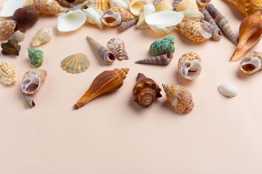 deniz kabuklarını parlak zemin üzerine