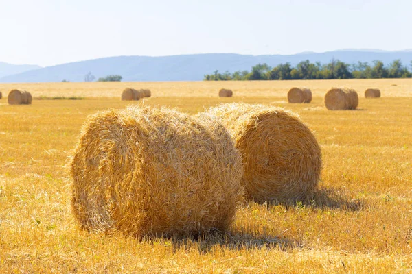 Fardos Feno Dourado Campo — Fotografia de Stock