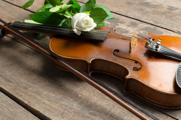 Belo Violino Com Rosa Branca — Fotografia de Stock