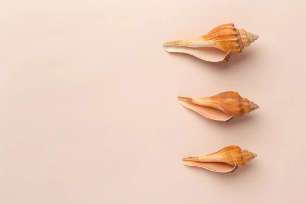Deniz Kabuklarını Parlak Zemin Üzerine — Stok fotoğraf