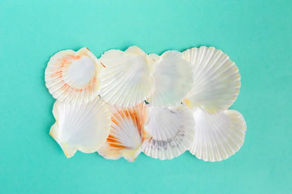 Deniz Kabuklarını Parlak Zemin Üzerine — Stok fotoğraf