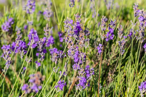 Bir alan, seçici odak lavanta bitkiler