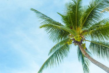 Tropik ağaç gökyüzü arka plan üzerinde