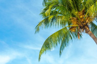 Tropik ağaç gökyüzü arka plan üzerinde