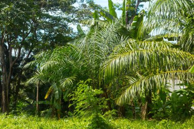 Yeşil ağaçlar tropikal orman