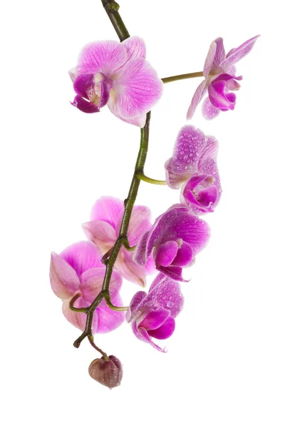 Flor Orquídea Isolada Branco — Fotografia de Stock