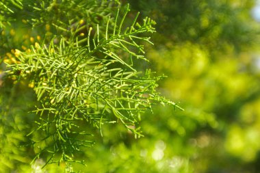 Yeşil güzel manzaralı