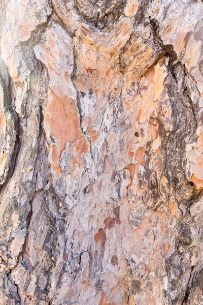 Bark Tree Texture Close — Stock Photo, Image