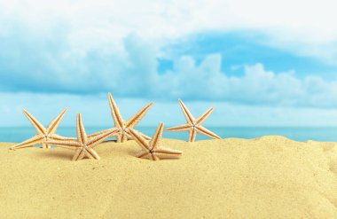 starfishes kumlu plaj kıyısında