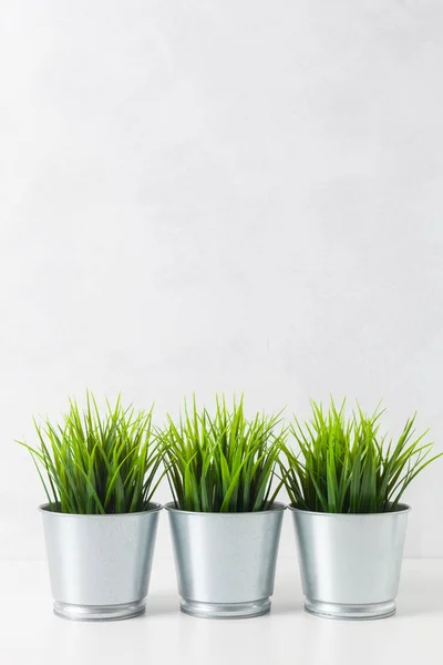 Erba Fresca Frumento Verde Vaso — Foto Stock
