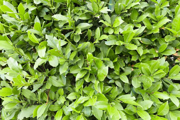 Yeşil Yapraklar duvar arkaplanı